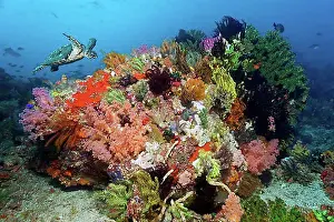 Corals Prints: Loggerhead sea turtle (Caretta caretta) swimming densely over a coral block covered with corals (Anthiozoa)