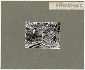 Logging: Brush Disposal - Massachusetts