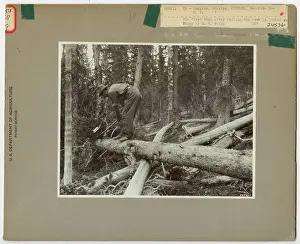 Logging: Bucking - Wyoming. Photographs Relating to National Forests