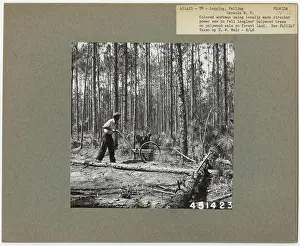 Logging: Felling - Florida. Photographs Relating to National Forests