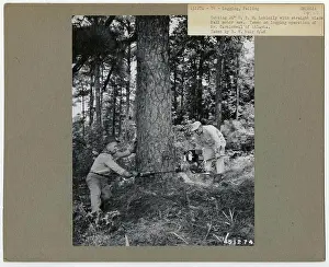 Logging: Felling - Georgia. Photographs Relating to National Forests