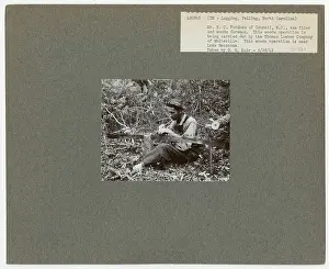 Logging: Felling - North Carolina
