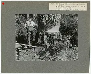 Logging: Felling - Washington. Photographs Relating to National Forests