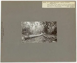 Logging: Skidding with Tractors - Mississippi