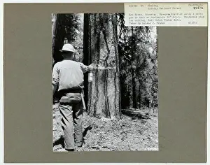 Logging -Timber Surveys - General