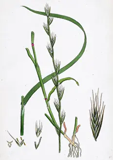 Natural History Prints: Lolium temulentum, var. genuinum; Common Darnel, var. a