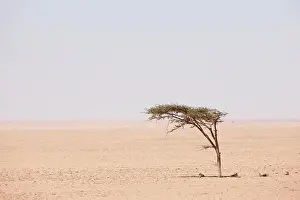 North Africa Prints: Lone Acacia tree on barren desert plain, interior Western Sahara