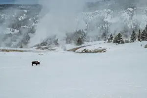 Wyoming Prints: Lone American bison with steaming thermal features in the snow