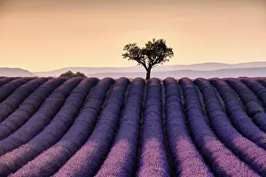 Pasture Prints: Lonely tree on top of a lavender field at sunset, Valensole, Provence, France, Europe