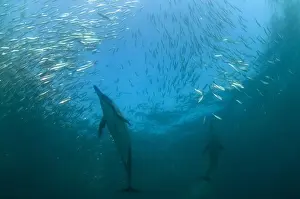 Prey Prints: Long-beaked Common Dolphin (Delphinus capensis) two adults