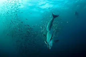 Prey Prints: Long-beaked Common Dolphin (Delphinus capensis) two adults