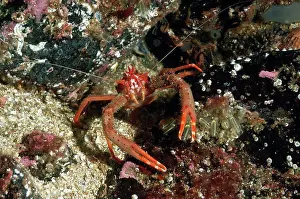 Under Water Prints: Long-clawed Squat Lobster (Munida rugosa) adult