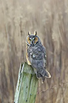 Stump Prints: Long-eared owl (Asio otus), Boundary Bay, British Columbia, Canada