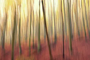 Blur Prints: Long exposure image about a forest
