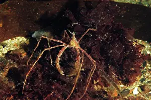 Crab Prints: Long-legged Spider Crab (Macropodia rostrata) adult