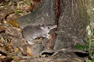 Rainforests Prints: Long-nosed Bandicoot (Perameles nasuta) adult