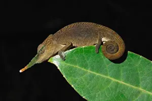 Rainforests Prints: Long-nosed Chameleon (Calumma gallus) adult male