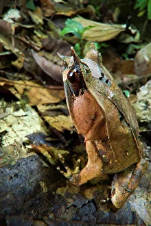 Frog Prints: Long-Nosed Horned frog (Megophrys nasuta) amongst leaf litter in forest floor