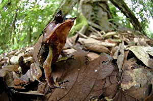 Frog Prints: Long-Nosed Horned frog (Megophrys nasuta) amongst leaf litter in forest floor