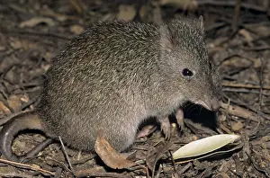 Animalia Prints: Long-nosed Potoroo (Potorous tridactylus), Cleland Park, S. Australia
