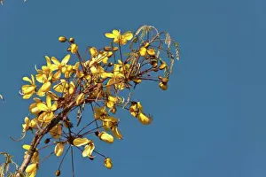 Sunny Prints: Long-pod Cassia, Long-tail Cassia