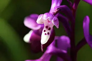 Sicily Prints: Long-spurred orchid (Anacamptis morio)