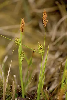Perennials Prints: Long-stalked Yellow-sedge (Carex lepidocarpa) flowering