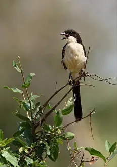 East Africa Prints: Long-tailed Fiscal (Lanius cabanisi) adult