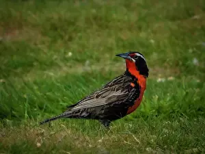Global Warming Prints: Long-tailed Meadowlark (Leistes loyca) on Carcass Island, Falkland Islands