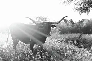 Beef Prints: Longhorn cow in Texas landscape during sunrise on rural farm