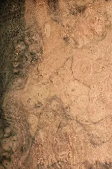 With Nobody Prints: Longitudinal section of American walnut burl (Juglans nigra)