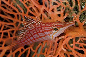Attentive Prints: Longnose Coral Guard, Longnose Tufted Perch
