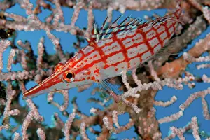 Grid Prints: Longnose Hawkfish, Oxycirrhites typus, on seafan, Manado, Sulawesi, Indonesia