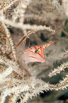 Swim Prints: Longnose hawkfish (Oxycirrhites typus) inside a tree of black coral; Tulamben