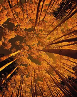 Looking Up At Autumn Tree Tops