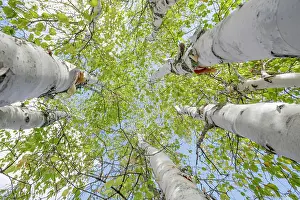 Leafy Prints: Looking up at the canopy of tall birch trees with bright green leaves against a clear sky