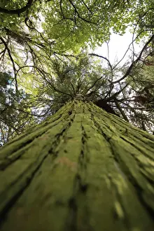 Giant Prints: Looking up giant sequoia tree