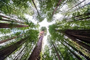 Fern Prints: Looking up at large trees
