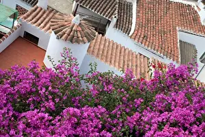 Bougainvillea Prints: Looking down on purple bougainvillea and traditional white Spanish house with terracotta roof tiles