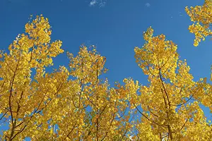 New Mexico Prints: Looking up through the quaking aspen