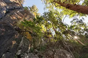 Rainforest Prints: Looking up at rocky cliff face and trees