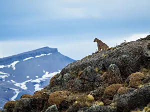 Animal Wildlife Prints: On the lookout, Puma (Puma concolor), Torres del Paine National Park, Patagonia, Chile