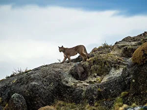Animal Wildlife Prints: On the lookout, Puma (Puma concolor), Torres del Paine National Park, Patagonia, Chile