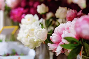 Dekoration Prints: Lot of peonies, close up. Lot of peonies