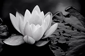 Ghic Prints: Lotus Flower and Lily Pads Floating on Water, Close Up