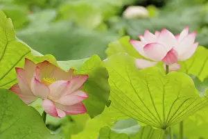 Lotus Prints: Lotus flower, Nelumbo nucifera, China