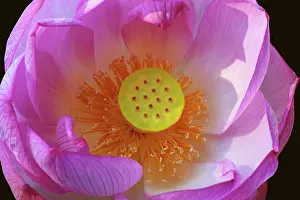 Growing Prints: Lotus, Sacred lotus, Nelumbo nucifera