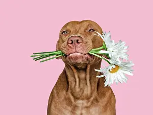 Birthday Prints: Lovable, pretty brown puppy and bright flowers