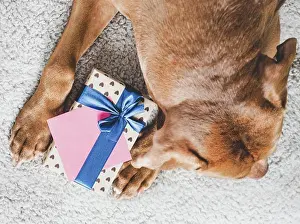 Greeting Prints: Lovable, pretty puppy brown color and gift box