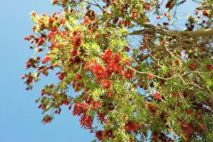 Red Coloured Prints: Low-angle shot from beautiful red flowering at the tree in Springtime on Crete